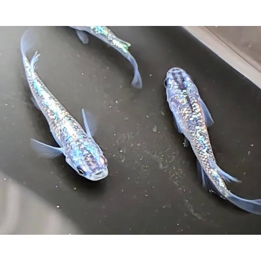青青我松 Amazon.co.jp: Yozakura Blue #Improved Yozakura Blue, Young